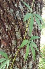 Cissus palmata
