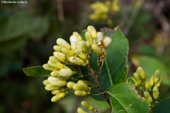 Cestrum thyrsoideum