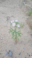 Dontostemon integrifolius