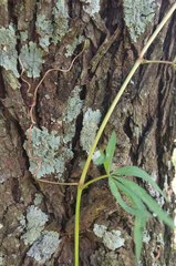 Cissus palmata