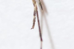 Aedes stimulans