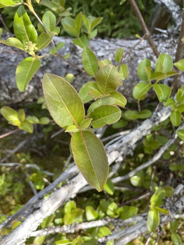 Northern wild raisin (Viburnum cassinoides)
