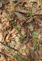 Iris verna