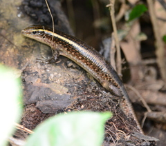 Zonosaurus madagascariensis