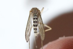 Aedes stimulans