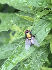 Lucilia sericata