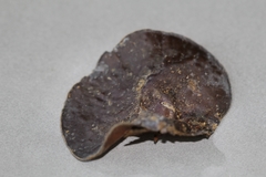 Auricularia nigricans