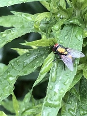 Lucilia sericata