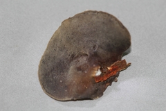 Auricularia nigricans