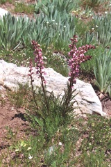 Pedicularis contorta rubicunda