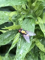 Lucilia sericata