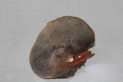 Auricularia nigricans