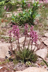 Pedicularis contorta rubicunda
