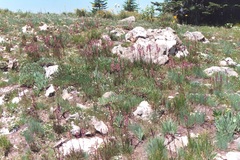 Pedicularis contorta rubicunda