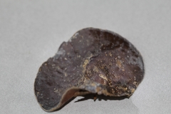 Auricularia nigricans
