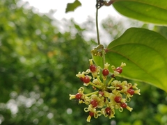 Smilax zeylanica