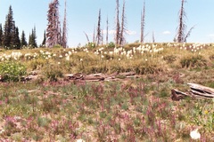 Pedicularis contorta rubicunda