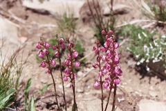 Pedicularis contorta rubicunda