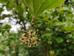Smilax zeylanica