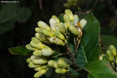 Cestrum thyrsoideum