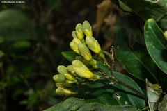Cestrum thyrsoideum