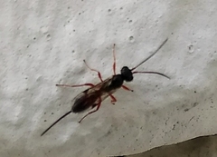 Ichneumonidae