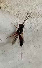 Ichneumonidae