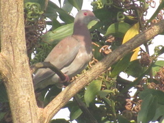 Patagioenas