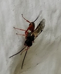 Ichneumonidae