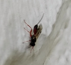 Ichneumonidae