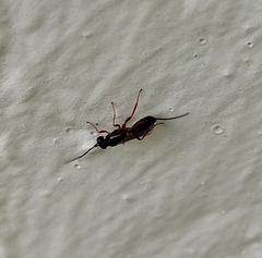 Ichneumonidae
