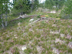 Pedicularis contorta rubicunda