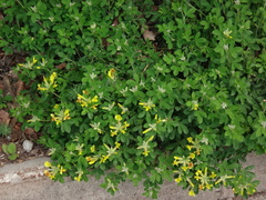 Chamaecytisus supinus