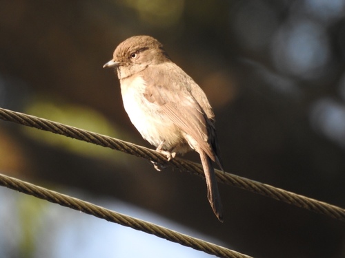 Melaenornis chocolatinus