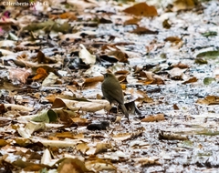 Catharus occidentalis
