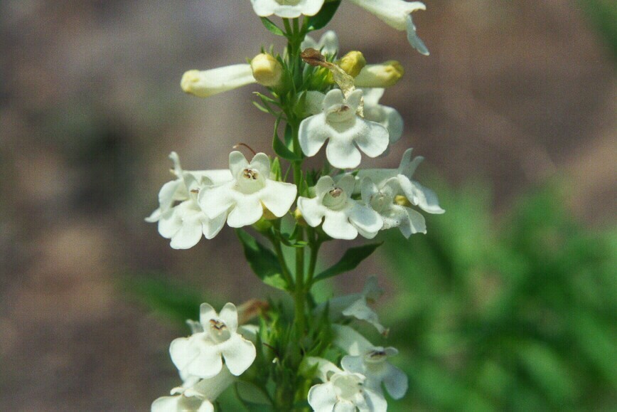 Penstemon deustus var. deustus