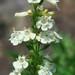 Penstemon deustus deustus - Photo (c) mhays, some rights reserved (CC BY-NC), uploaded by mhays