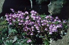 Penstemon fruticosus fruticosus