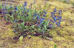 Penstemon albertinus