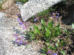 Penstemon albertinus