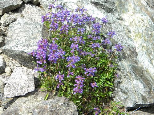 Penstemon attenuatus var. militaris