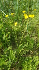 Crepidifolium tenuifolium