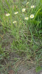 Crepidifolium tenuifolium