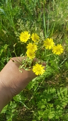 Crepidifolium tenuifolium