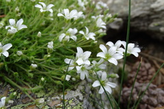 Arenaria grandiflora