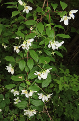Philadelphus inodorus