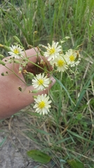Crepidifolium tenuifolium