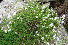 Arenaria grandiflora