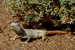 Trapelus flavimaculatus