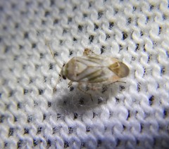 Sthenarus rotermundi